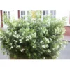 Choisya White Dazzler « Londaz »