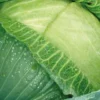 Chou Brigadier Bio. La barquette de 6 plants
