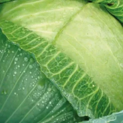 Chou Brigadier Bio. La barquette de 6 plants