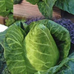 Chou Cabus Pointu Caraflex Bio. La barquette de 3 plants