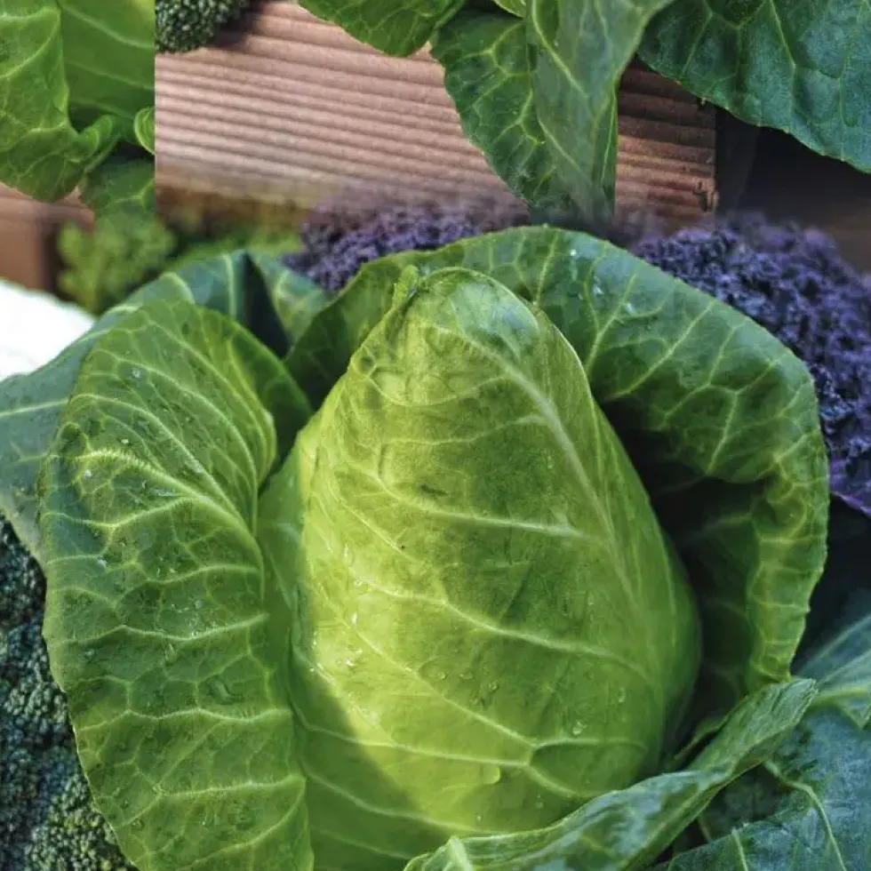 Chou Cabus Pointu Caraflex Bio. La barquette de 3 plants