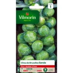 Chou de Bruxelles Sanda Vilmorin - graines à semer