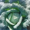 Chou Frise Bio. La barquette de 6 plants