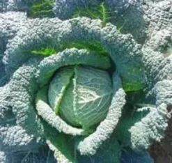 Chou Frise Bio. La barquette de 6 plants