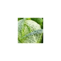 Chou Frise Bio. La barquette de 6 plants