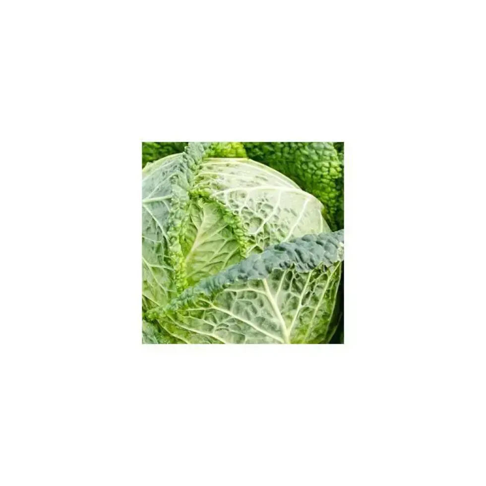 Chou Frise Bio. La barquette de 6 plants