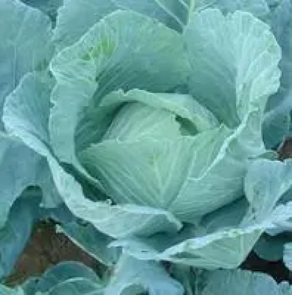 Chou Pointu Prospera Bio. La barquette de 6 plants