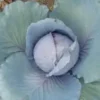Chou Rouge Bio. La barquette de 6 plants