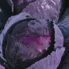 Chou Rouge Rodynda Bio. La barquette de 3 plants