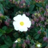 Ciste (Cistus) X Corbariensis blanc 30/40. Le pot de 5 litres