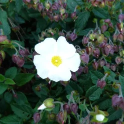 Ciste (Cistus) X Corbariensis blanc 30/40. Le pot de 5 litres