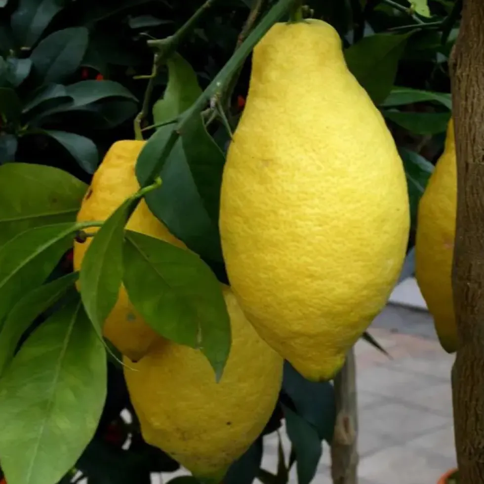 Citronnier 4 Saisons. Le pot de 5 litres