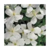 CLEMATITE MONTANA SPOONERII. Le pot de 3 litres