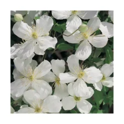 CLEMATITE MONTANA SPOONERII. Le pot de 3 litres
