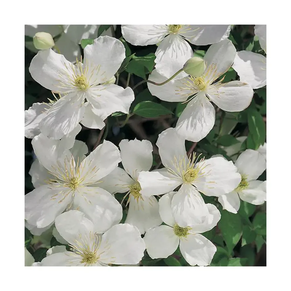 CLEMATITE MONTANA SPOONERII. Le pot de 3 litres