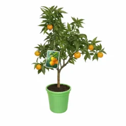 Clementinier. Le pot de 5 litres