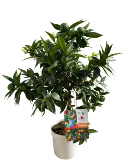 Clémentinier coloris orange - 5 L
