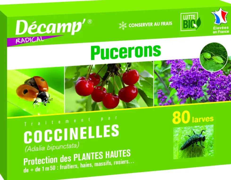 Coccinelles Adalia Bipunctata 80 larves
