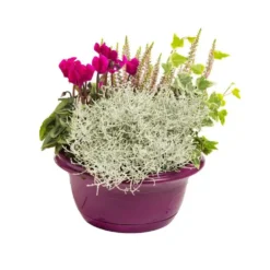 Composition d'exterieur mélange violet rose - La coupe de 27 cm