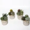 Composition d’intérieur de cactus et succulente