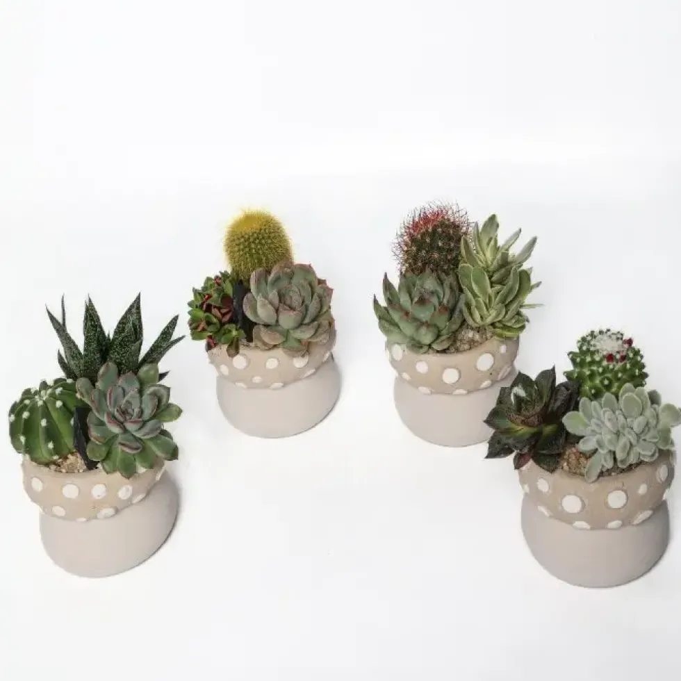 Composition d’intérieur de cactus et succulente