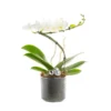Composition florale blanche. Le pot