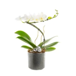 Composition florale blanche. Le pot