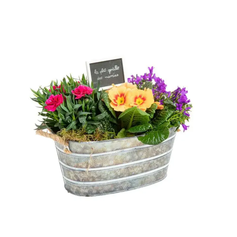 Composition printanière Fête des Grands-Mères (œillet, campanule et primevère) - La jardinière en zinc blanchi de 25 cm