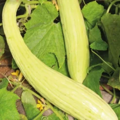 Concombre Arménien Bio. Le pot de 10,5 cm