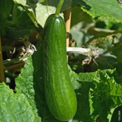 Concombre Bio. La barquette de 3 plants
