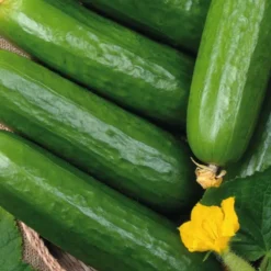 Concombre Long Et Lisse Rollinson'S Telegraph Bio. La barquette de 3 plants