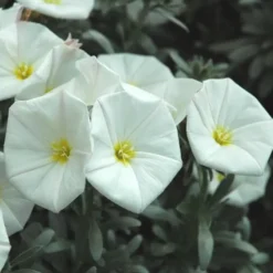 Convolvulus ou Liseron de Turquie à fleurs blanches - Le pot Ø 20 cm