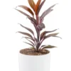 Cordyline rose en pot blanc émaillé botanic®. Le pot Ø 18 cm