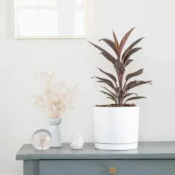Cordyline rose en pot blanc émaillé botanic®. Le pot Ø 18 cm