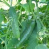 Cornichon Bio. La barquette de 3 plants