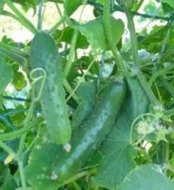 Cornichon Bio. La barquette de 3 plants