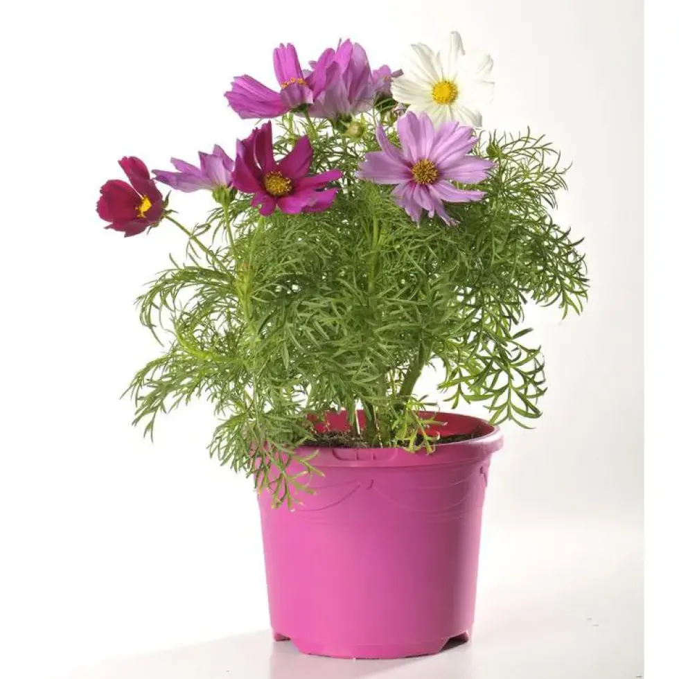 Cosmos - Le pot de 2,5 litres
