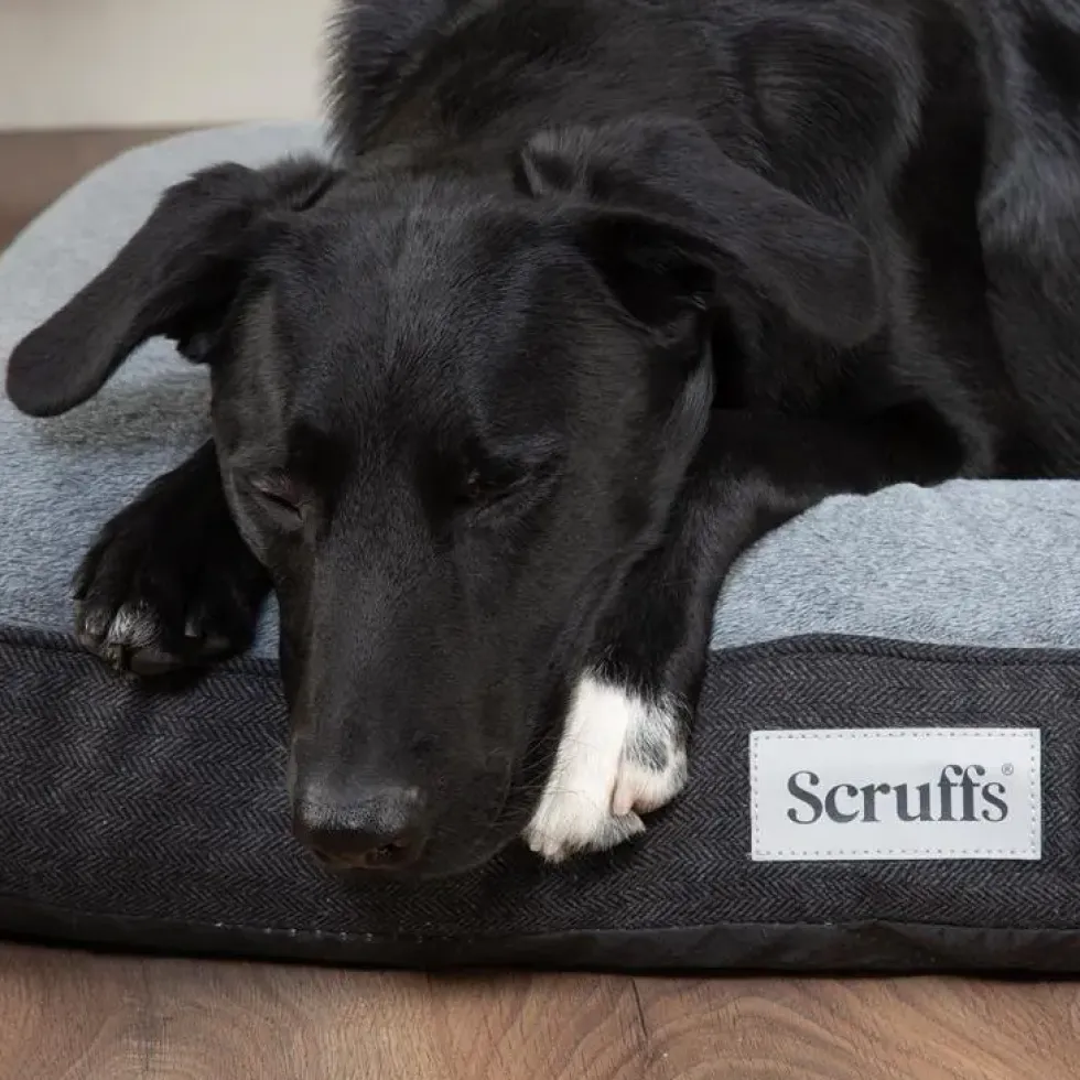 Couchage orthopédique pour chien coloris gris Scruffs Harvard - Taille L 100 x 70 x 12 cm
