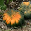 Courge Musquee De Provence Bio. Le pot de 10,5 cm