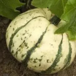 Courge Patidou Sweet Dumpling Bio. Le pot de 10,5 cm