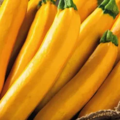 Courgette Jaune Lingodor. Le pot de 10,5 cm