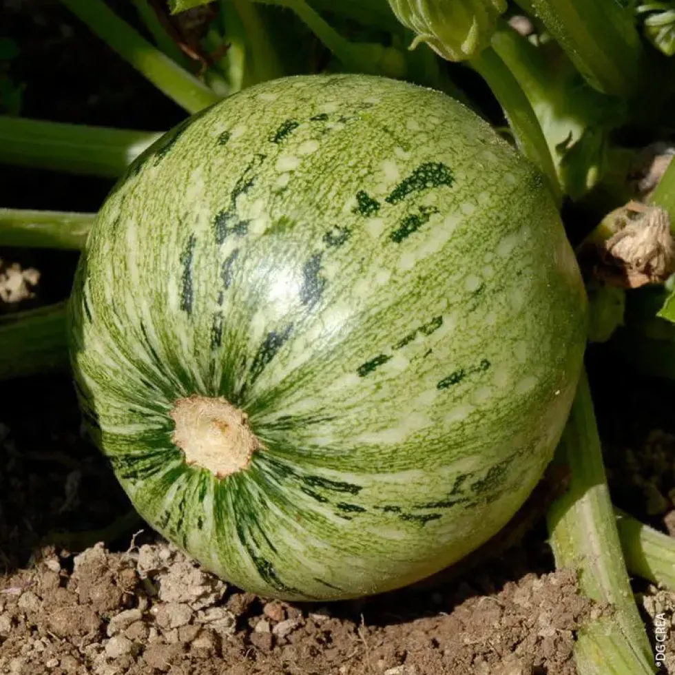 Courgette Ronde De Nice Bio. La barquette de 6 plants