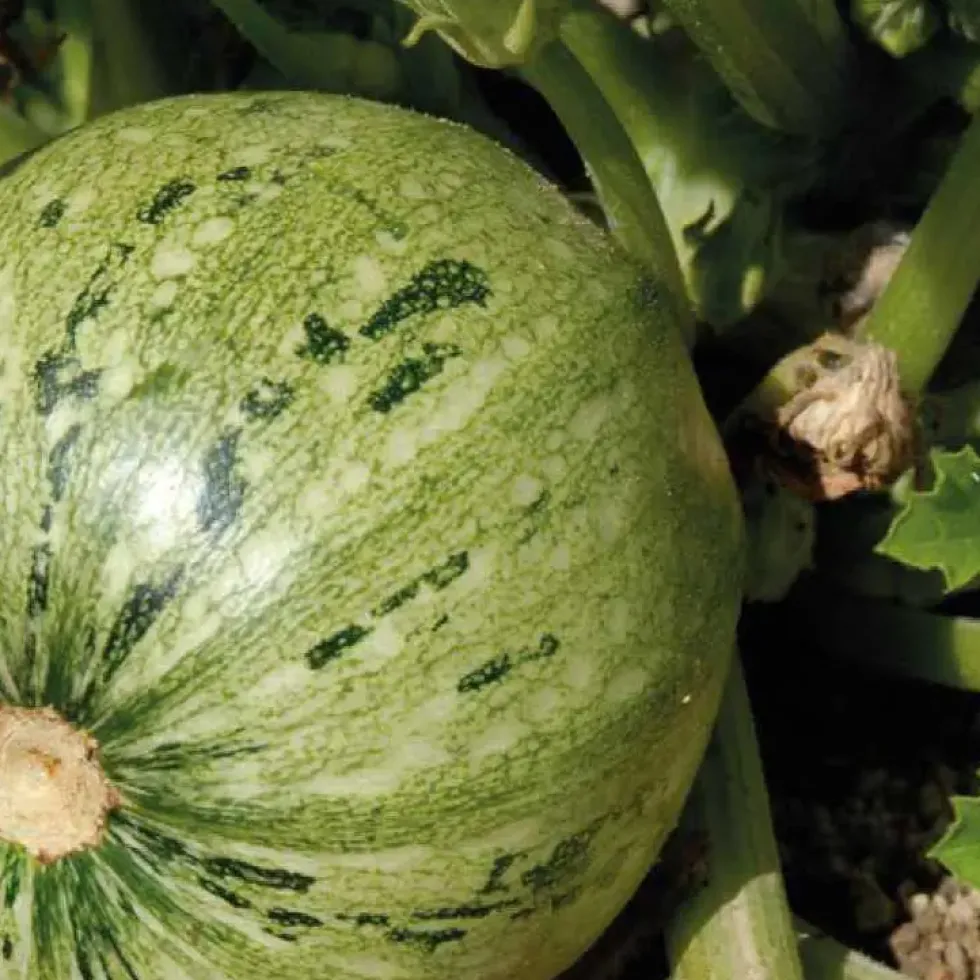 Courgette Ronde De Nice Bio. La barquette de 3 plants
