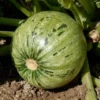 Courgette Ronde De Nice Bio. Le pot de 10,5 cm
