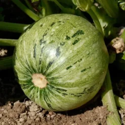 Courgette Ronde De Nice Bio. Le pot de 10,5 cm
