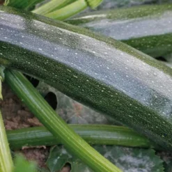 Courgette Tempra. Le pot de 10,5 cm