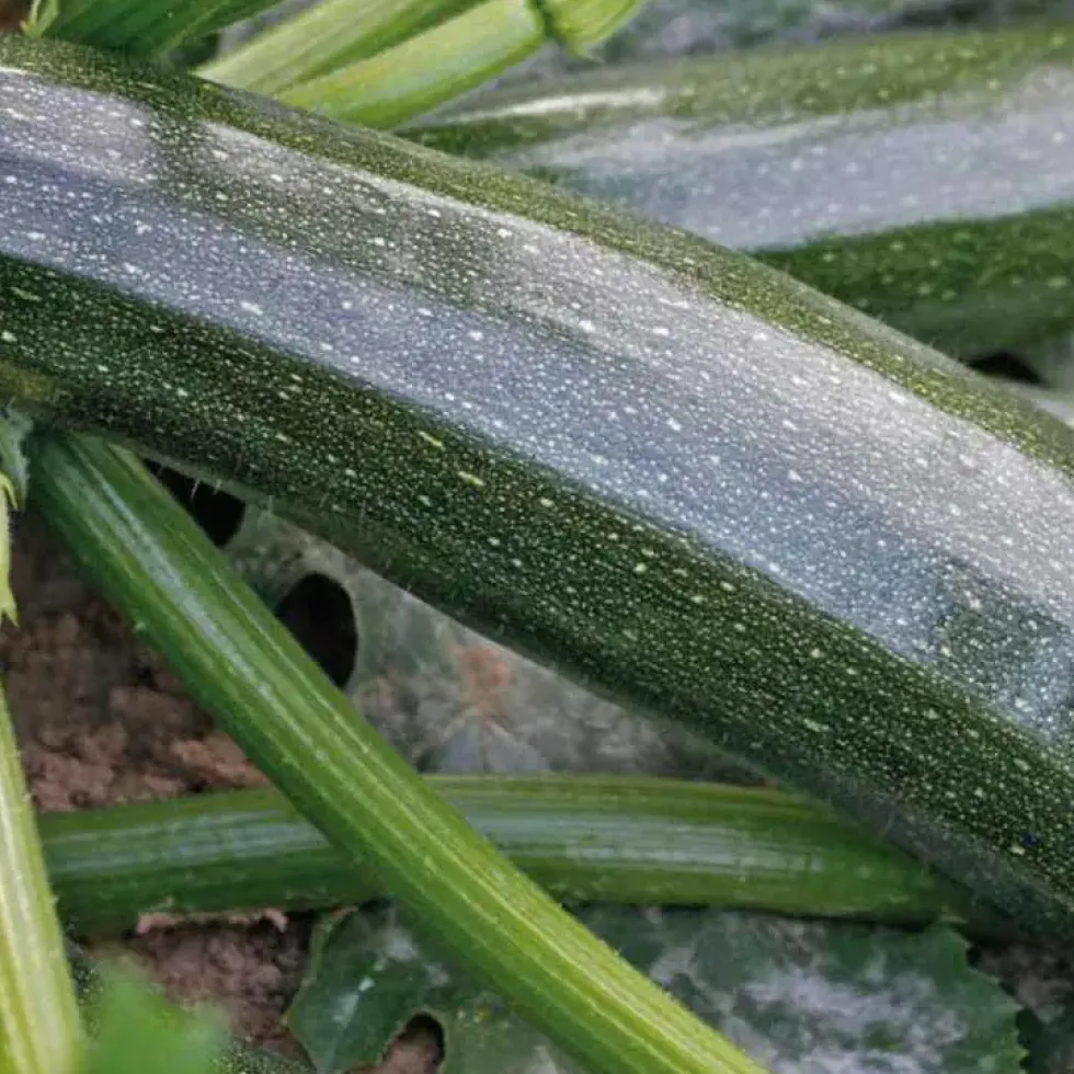 Courgette Tempra. Le pot de 10,5 cm