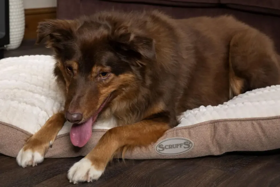 Coussin pour chien beige Ellen Scruffs - Taille M