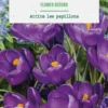 Crocus en mélange botanic® - 10 bulbes