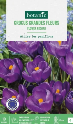 Crocus en mélange botanic® - 10 bulbes